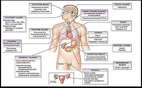 Major endocrine glands